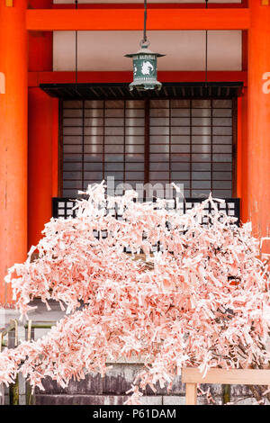 Piccolo albero, arbusto, coperte in migliaia di rosa omikuji fortune sfortuna fortune paper, di fronte a due pilastri della costruzione al Santuario Heian, Kyoto. Foto Stock