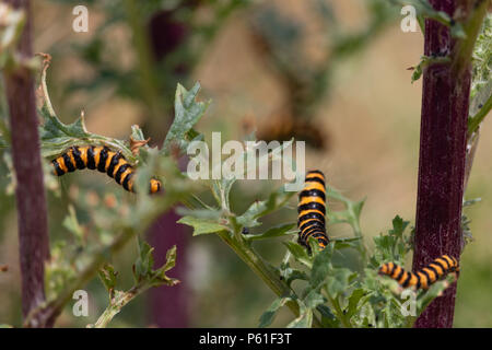 I bruchi nel loro habitat naturale Foto Stock