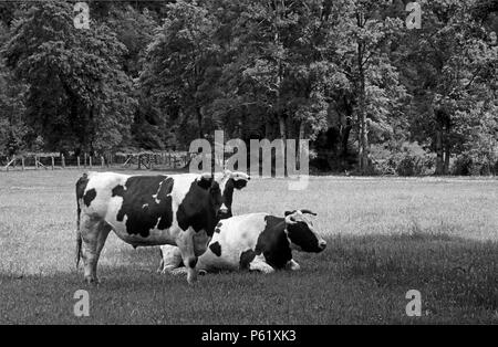 Bovini da carne sui pascoli lussureggianti vicino PUESCO nel distretto del lago del Cile Foto Stock