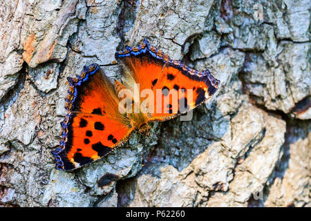 Farfalla colorata e fragile seduto su una ruvida, tessitura a secco Foto Stock