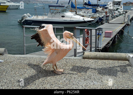 Pellicano rosa con ali fuori Foto Stock