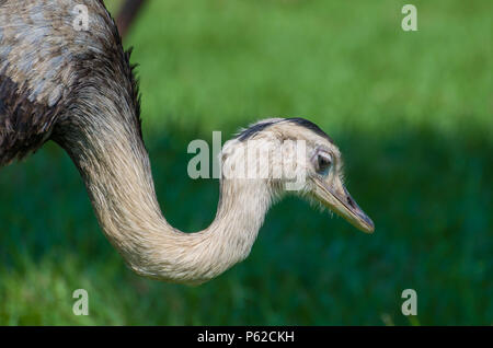 Bella Ema o maggiore Rhea (Rhea americana) nella zona umida brasiliana. Foto Stock
