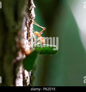 La cooperazione, il gioco di squadra, lo spirito di squadra, il lavoro di squadra, tossicodipendenza, duro lavoro, agilità sono i sostantivi perfetto per formiche Leafcutter lavoratori (Atta cephalotes). Foto Stock