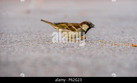 Mallorca, Little sparrow in piedi sul suolo Foto Stock