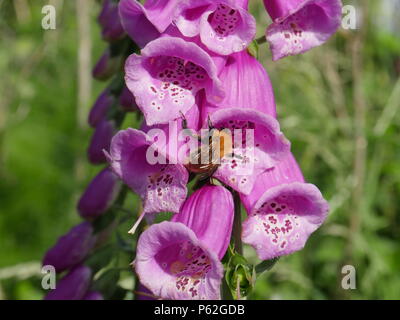 Bumble Bee alimentazione su Foxglove rosa Foto Stock
