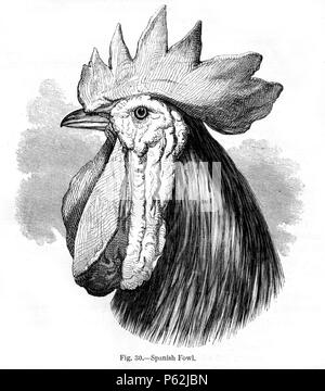 N/A. Inglese: Figura 30 - 'Spanish Fowl' da Charles Darwin il libro di variazione di animali e piante sotto la domesticazione pubblicato nel 1868. Gennaio 1868. Charles Darwin (1809-1882) nomi alternativi Charles Robert Darwin Descrizione naturalista britannico e autore Data di nascita e morte 12 Febbraio 1809 19 aprile 1882 Luogo di nascita e di morte La Mount, Shrewsbury Down House competente controllo : Q1035 VIAF:27063124 ISNI:0000 0001 2125 1077 ULAN:500228559 LCCN:N78095637 NARA:10580367 WorldCat 413 Darwin variante fig30 Foto Stock