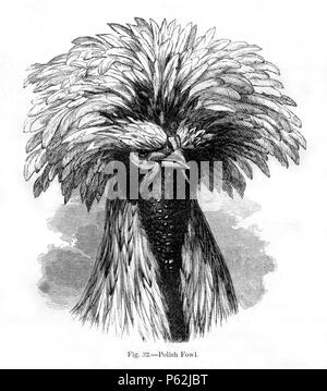 N/A. Inglese: Figura 32 - 'polacco Fowl' da Charles Darwin il libro di variazione di animali e piante sotto la domesticazione pubblicato nel 1868. Gennaio 1868. Charles Darwin (1809-1882) nomi alternativi Charles Robert Darwin Descrizione naturalista britannico e autore Data di nascita e morte 12 Febbraio 1809 19 aprile 1882 Luogo di nascita e di morte La Mount, Shrewsbury Down House competente controllo : Q1035 VIAF:27063124 ISNI:0000 0001 2125 1077 ULAN:500228559 LCCN:N78095637 NARA:10580367 WorldCat 413 Darwin variante fig32 Foto Stock