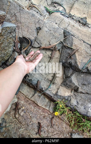 Abbondanza di variopinti scatenati lucertole sul muro di pietra. Alcuni rettili sono seduti sulla donna la mano tesa alle rocce. L'interazione amichevole con la vita selvatica e en Foto Stock