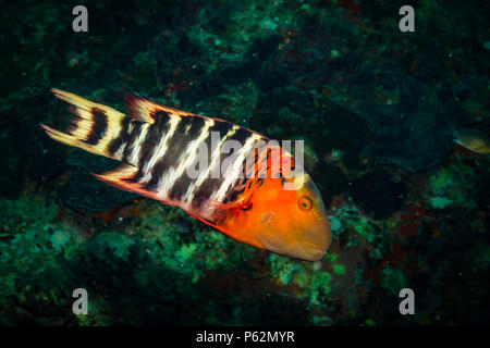 Rusty wrasse su una scogliera vicino a Koh Tao Island Foto Stock