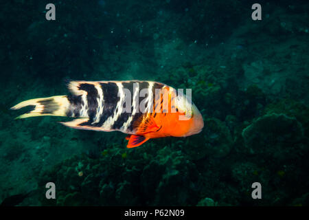 Rusty wrasse su una scogliera vicino a Koh Tao Island Foto Stock