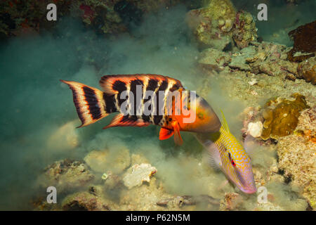 Rusty wrasse su una scogliera vicino a Koh Tao Island Foto Stock