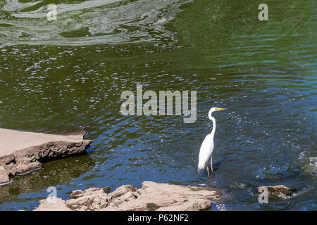 Grande airone bianco guadare in acqua poco profonda della costiera estuario. Grande airone bianco Ardea alba , noto anche come airone comune, grandi garzetta o grande airone bianco. Foto Stock