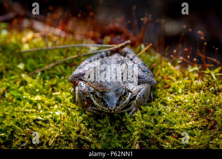 Politica europea comune rana. Rana. Rana comune Rana temporaria . Foresta rana marrone macro messa a fuoco selettiva Foto Stock