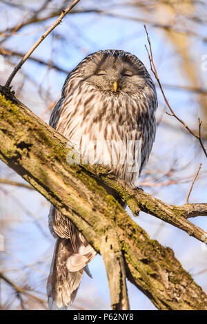 Ural owl napping (Strix Uralensis) Foto Stock