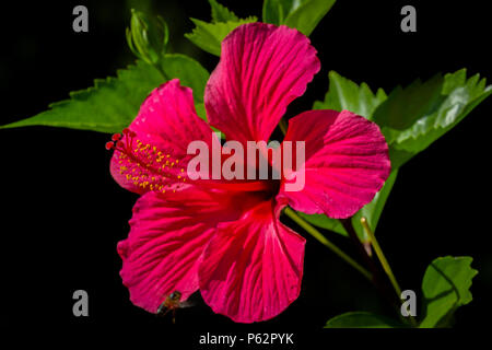 Tropical rosso fiori di ibisco con foglie su sfondo nero Foto Stock
