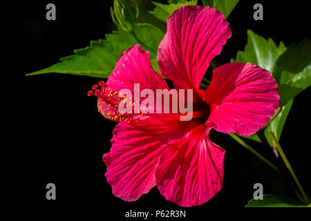 Tropical rosso fiori di ibisco con foglie su sfondo nero Foto Stock