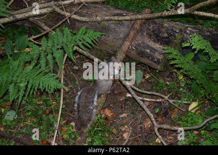 Folte Tailed scoiattolo Foto Stock