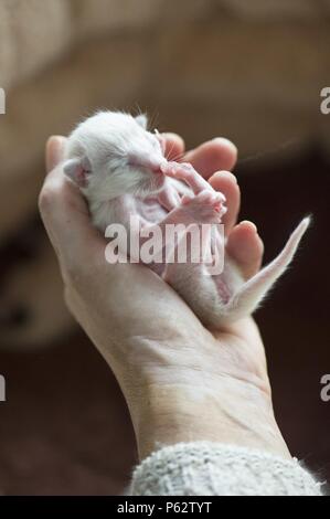 Cucciolo di Balinese Foto Stock