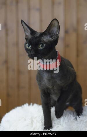 Devon Rex Foto Stock