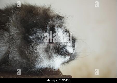 La cavia Foto Stock