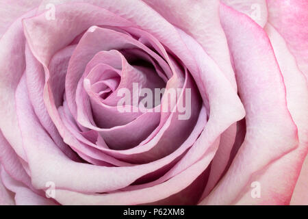 Rosa rosa Foto macro Foto Stock