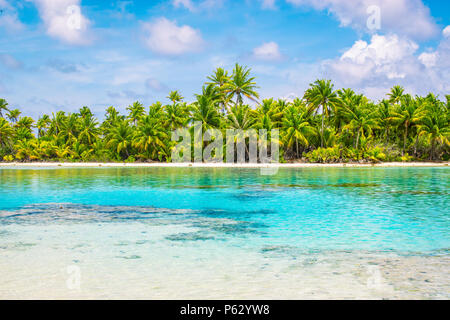 Alberi di palma tropicali e la laguna di Fakarava, Polinesia francese. La vacanza estiva concetto. Foto Stock