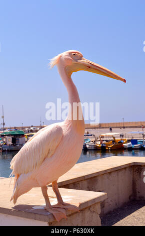 Una rosa pelican è un visitatore regolare al porto di Paphos in Cipro Foto Stock