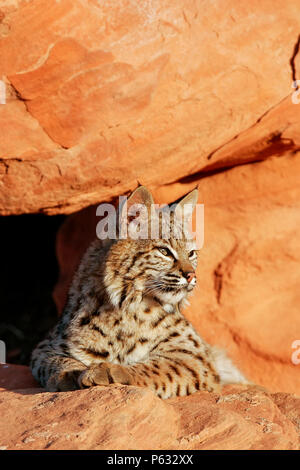 Bobcat (Lynx rufus) giacente su rocce rosse Foto Stock