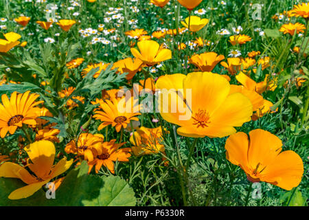 Margherite africane arancioni, Diorphotheca sinusata e papavero californiano, Eschscholzia californica in un misto di fiori selvatici confine, Inghilterra, Regno Unito Foto Stock