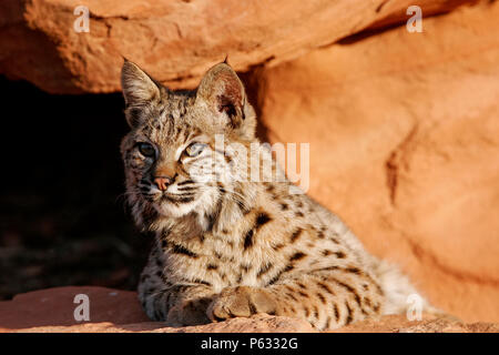 Bobcat (Lynx rufus) giacente su rocce rosse Foto Stock