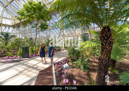 Due persone al Temperate House a Kew Gardens con una Dicksonia Antartide o Australian Tree Fern in primo piano, Kew Gardens Londra, Regno Unito Foto Stock