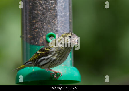 Lucherino. Carduelis spinus. Femmina singolo su un seme alimentatore. La contea di Powys. Galles Foto Stock