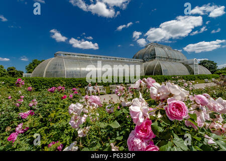 Due persone sedute su un banco di lavoro nella parte anteriore del Palm House di Kew Gardens con le rose rosa ,Rosa Maid Marion nel giardino di rose a Kew Foto Stock