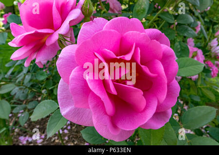Vibrant Pink Rose, Rosa cariad 'Auspanier', Inghilterra, Regno Unito Foto Stock