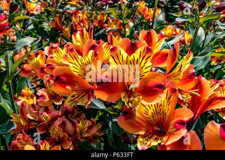 Giglio peruviano , Alstroemeria Indian Summer Tesrono , un perenne erbaceo con fiori a forma di imbuto, arancio e giallo, Regno Unito Foto Stock