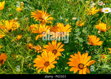 Diorphotheca sinusata o marigold di Capo Glandular. Conosciuto anche come Namaqualand Daisy, una pianta nativa del Sud Africa in un confine misto selvaggio, Inghilterra, Regno Unito Foto Stock