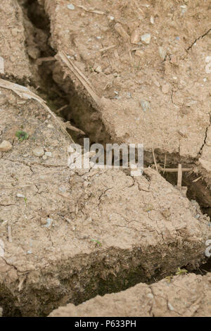 Crepe profonde in suolo parched di acqua di area ritagliata. Per la siccità nel Regno Unito, il fallimento delle colture, le perdite di raccolto, la carestia, il concetto di onda di calore, colture a caldo crisi idrica Foto Stock