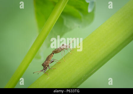 Due dock di accoppiamento bugs (Coreus marginatus, Coreidae) seduto su un gambo verde Foto Stock