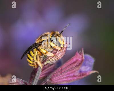Lana europea carda bee (Anthidium manicatum, Megachilidae) seduto su un fiore di colore viola (Salvia officinalis) Foto Stock