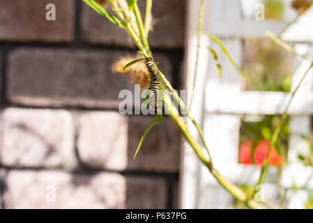 Caterpillar in giardino Foto Stock