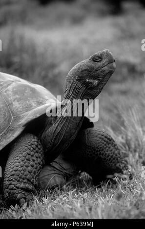 La tartaruga gigante (Geochelone elephantopus) sul cratere ALCEDO - ISLA ISABELLA, isole Galapagos, ECUADOR Foto Stock