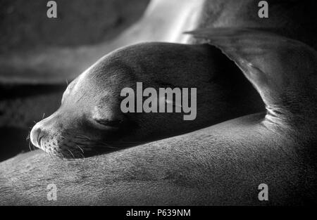 SEA LION (Zalophus californianus) napping a James Bay - ISLA SANTIAGO, isole Galapagos, ECUADOR Foto Stock