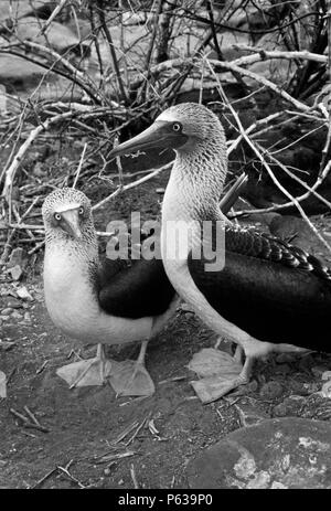 Una coniugata coppia di Blu-footed BOOBY uccelli (Sula nebouxii) - Isole Galapagos, ECUADOR Foto Stock