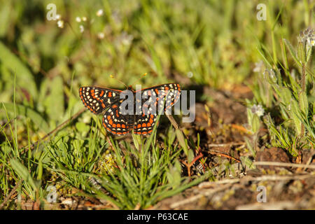 Edith's Checkerspot Euphydryas editha taylori a sud di Squim, Washington, Stati Uniti 14 Maggio 2018 Nymphalidae adulti Foto Stock