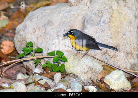 Fan-tailed Trillo Griseiceps lachrymosus Cerro de San Juan, Tepic, Nayarit, Messico 1 marzo 2018 Parulidae adulti Foto Stock