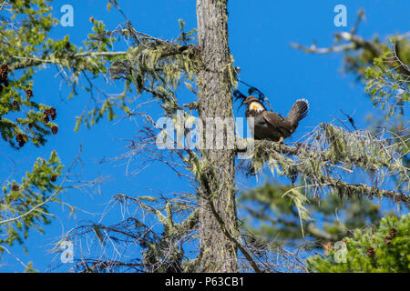 Fuligginosa Grouse Dendragapus fuliginosus Hurricane Ridge, il Parco Nazionale di Olympic, Washington, Stati Uniti 15 Maggio 2018 maschio adulto sul display pesce persico h Foto Stock