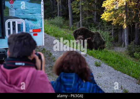 Banff, Alberta, Canada - 19 Giugno 2018: turistica prendendo foto di Madre Orso grizzly e i suoi cuccioli sul lato della strada. Foto Stock