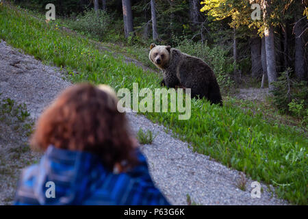 Banff, Alberta, Canada - 19 Giugno 2018: turistica prendendo foto di Madre Orso grizzly e i suoi cuccioli sul lato della strada. Foto Stock