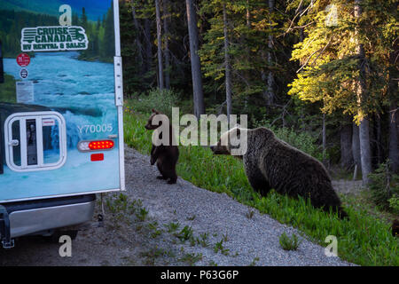 Banff, Alberta, Canada - 19 Giugno 2018: Madre Orso grizzly e i suoi cuccioli stanno guardando il RV sul lato della strada. Foto Stock