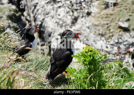 Atlantico nesting pulcinelle di mare sulla lunga - Treshnish Isles (Ebridi Interne, Scozia) Foto Stock